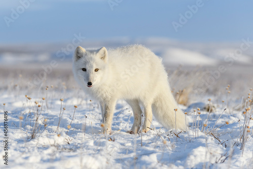 Beautiful arctic fox in wilde winter tundra.