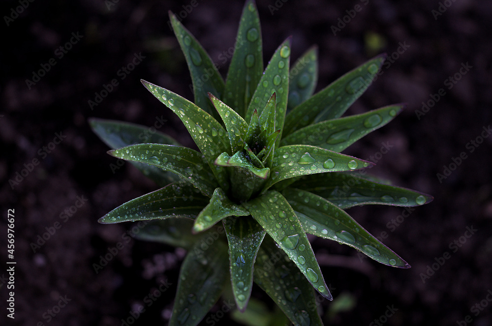 green lily leaves covered with raindrops green lily leaves covered with raindrops