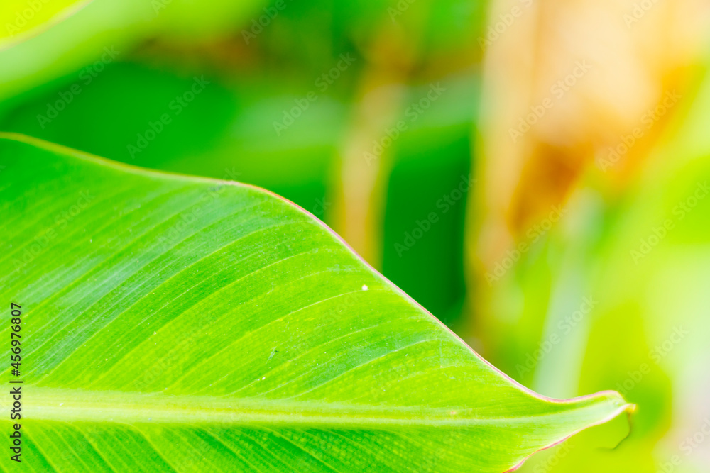 close-up photo of banana leaves close-up photo of banana leaves