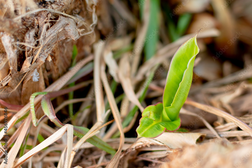 An image of a small banana plant rising from the ground. An image of a small banana plant rising from the ground.