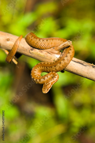 Red snake. Vipera berus sitting on a branch. Snake atack