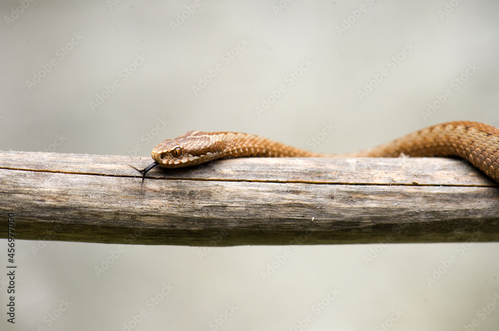 Fototapeta premium Red snake. Vipera berus sitting on a branch. Snake atack