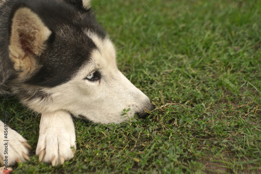 husky dog lying on the grass 