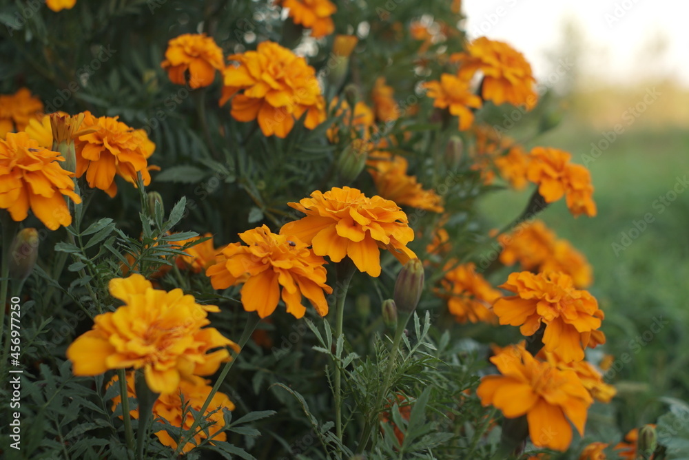 marigolds grow in the flowerbed 