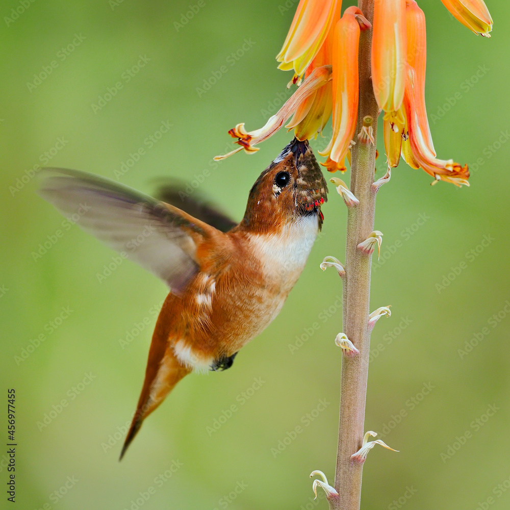 Fototapeta premium Rufous hummingbird (Selasphorus rufus) with flower