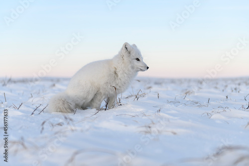 Arctic fox  Vulpes Lagopus  in wilde tundra. White arctic fox sitting.