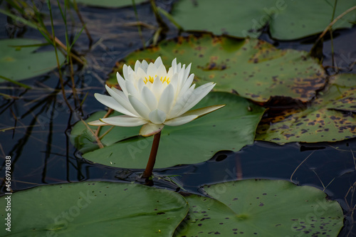 Waterlilly