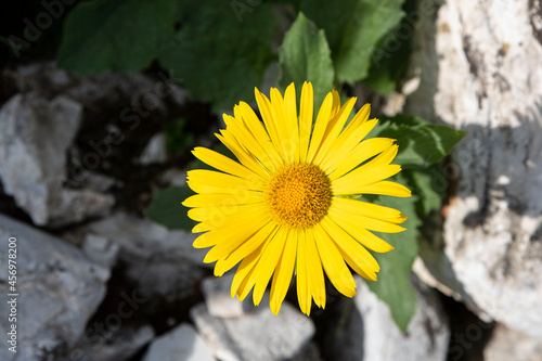 Close-up of wild arnica flowers in the mountains of the Alps in France