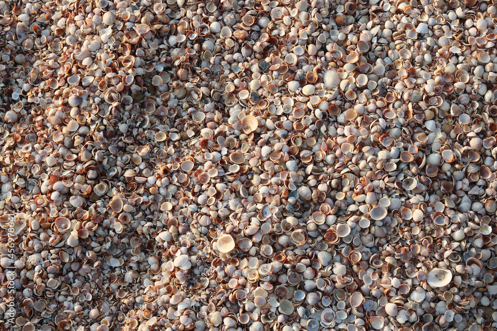 Summer background of wet seashells on beach at dawn in soft sunlight for travel advertisement or summer vacation to sea or to ocean Summer background of wet seashells on beach at dawn in soft sunlight for travel advertisement or summer vacation to sea or to ocean