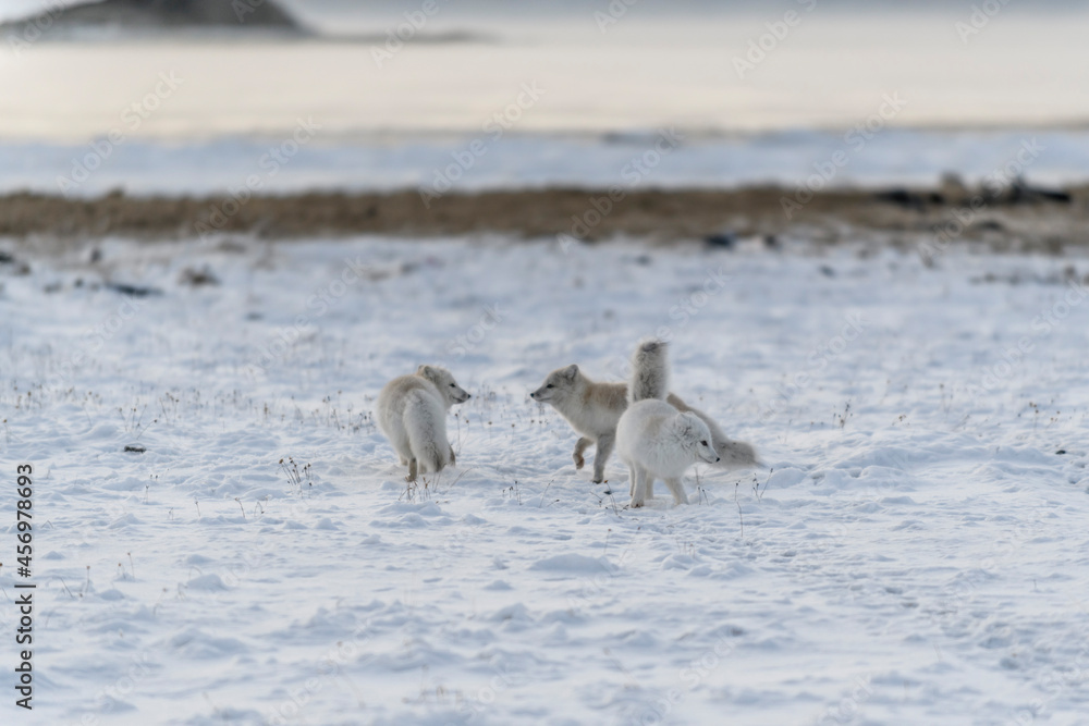 Fototapeta premium Two young arctic foxes playing in wilde tundra in winter time.