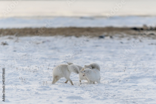 Fototapeta Naklejka Na Ścianę i Meble -  Two young arctic foxes playing in wilde tundra in winter time.