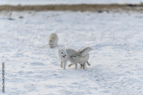 Two young arctic foxes playing in wilde tundra in winter time.