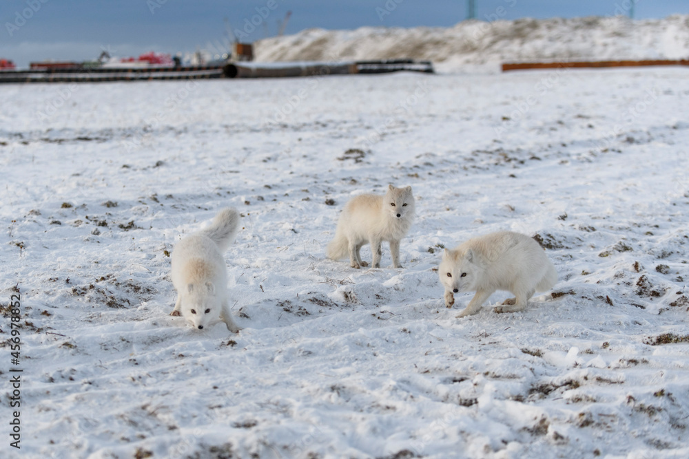 Two young arctic foxes playing in wilde tundra with industrial background. Two young arctic foxes playing in wilde tundra with industrial background.