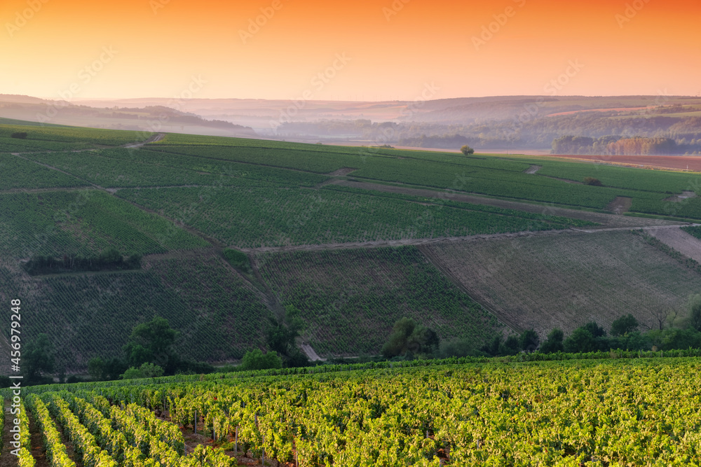 Chablis vineyard in the Bourgogne region