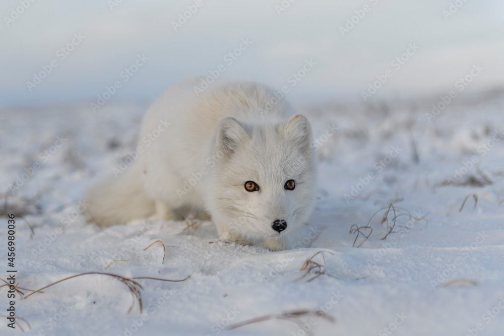 Fototapeta premium Arctic fox (Vulpes Lagopus) in winter time in Siberian tundra with industrial background.