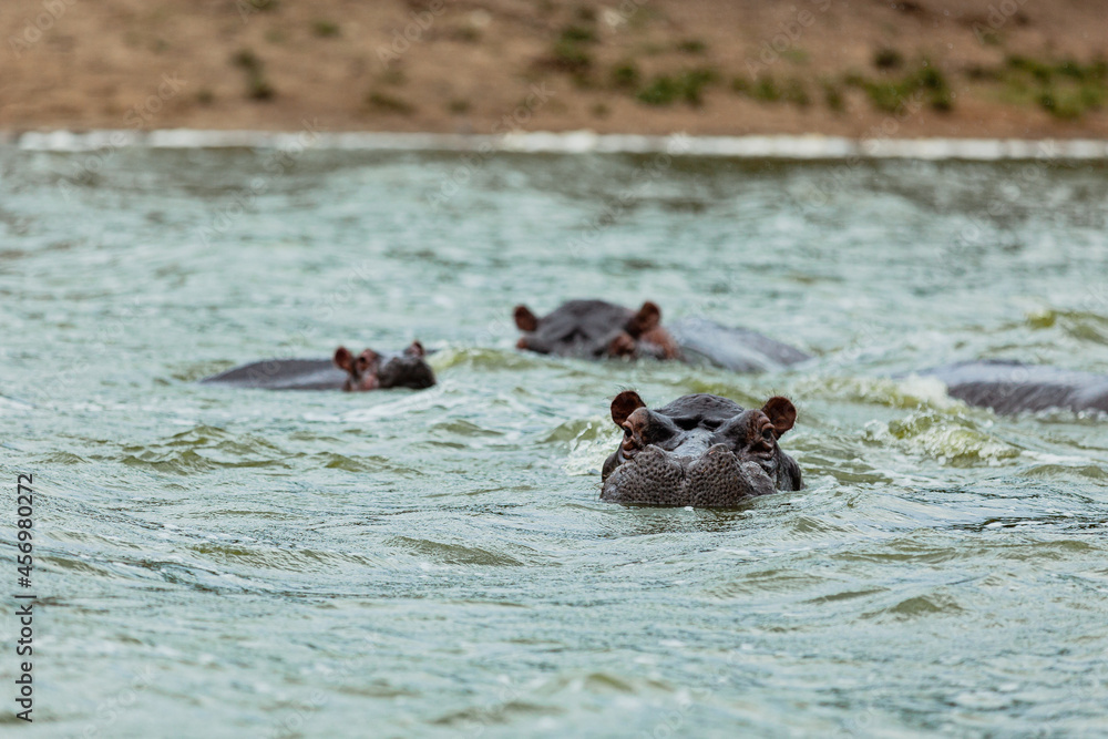 Hippos having a bath in Kazinga Channel, Queen Elizabeth National Park, Uganda Hippos having a bath in Kazinga Channel, Queen Elizabeth National Park, Uganda