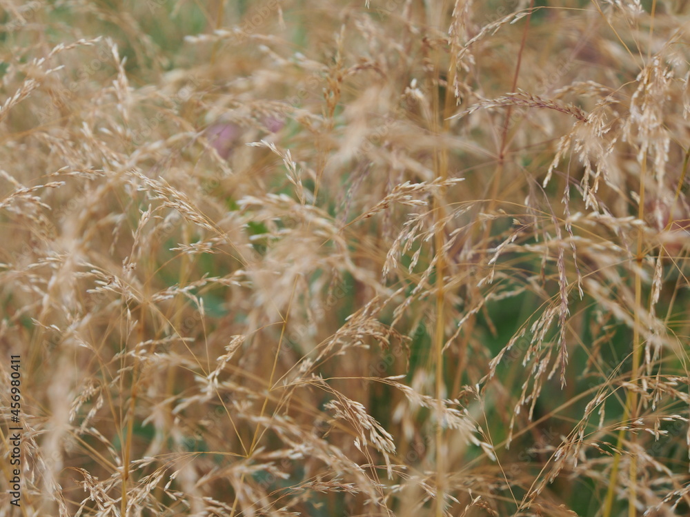 grass in the wind grass in the wind