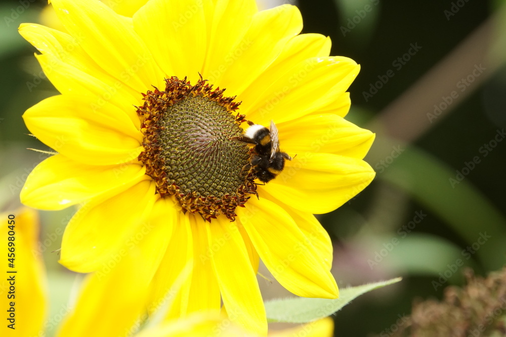 Obraz premium Hummel auf Sonnenblume