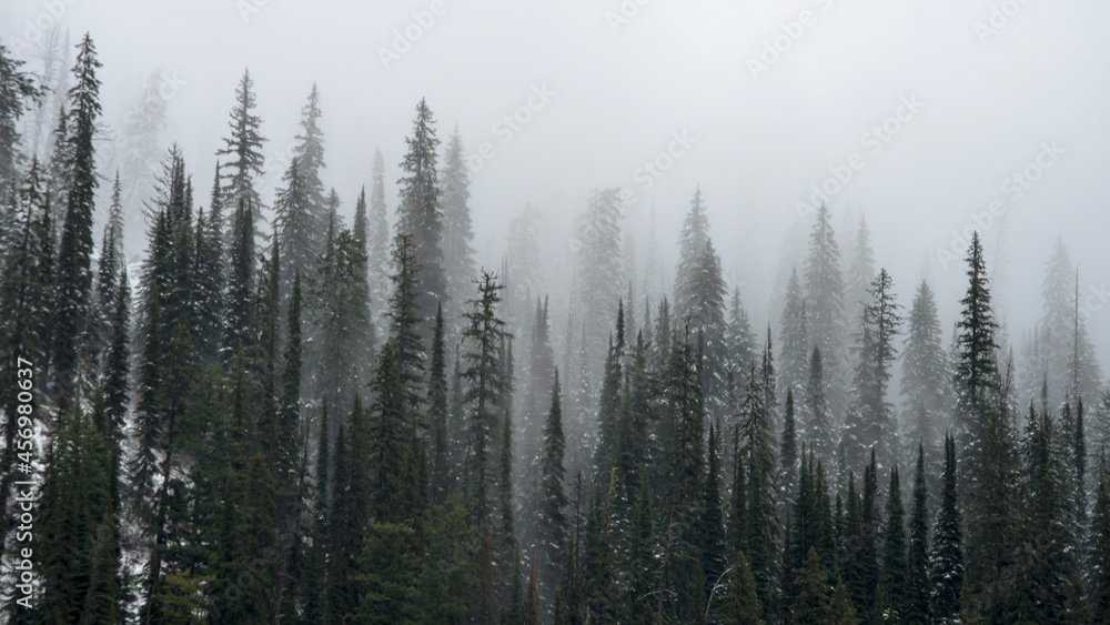 fog in the forest fog in the forest
