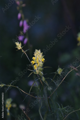yellow flowers in the garden © AndHub