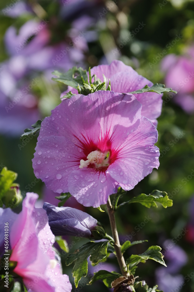 pink flower pink flower