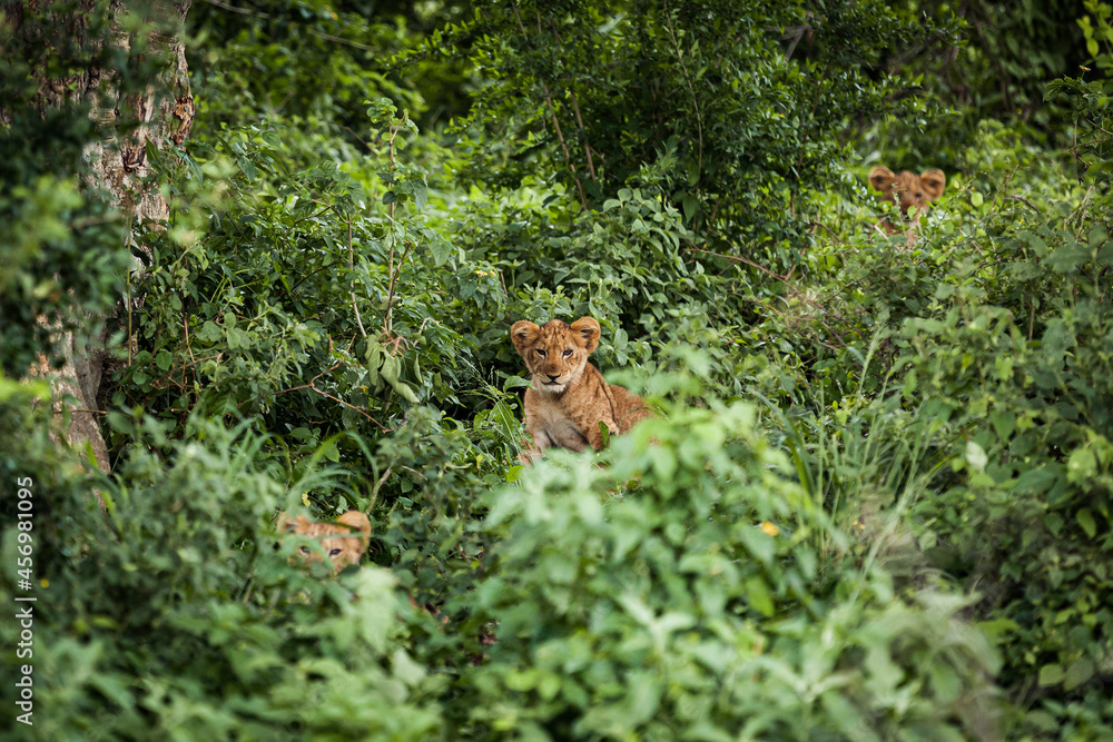 A lion's cubs hiding in the grass. Queen Elizabeth National Park, Uganda