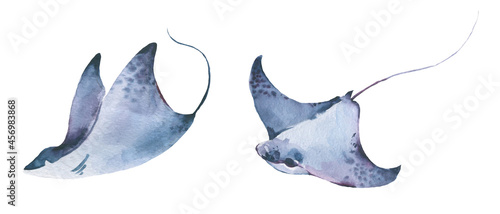Stingray watercolor collection, Set of sea animals Blue ocean Stingray fish.