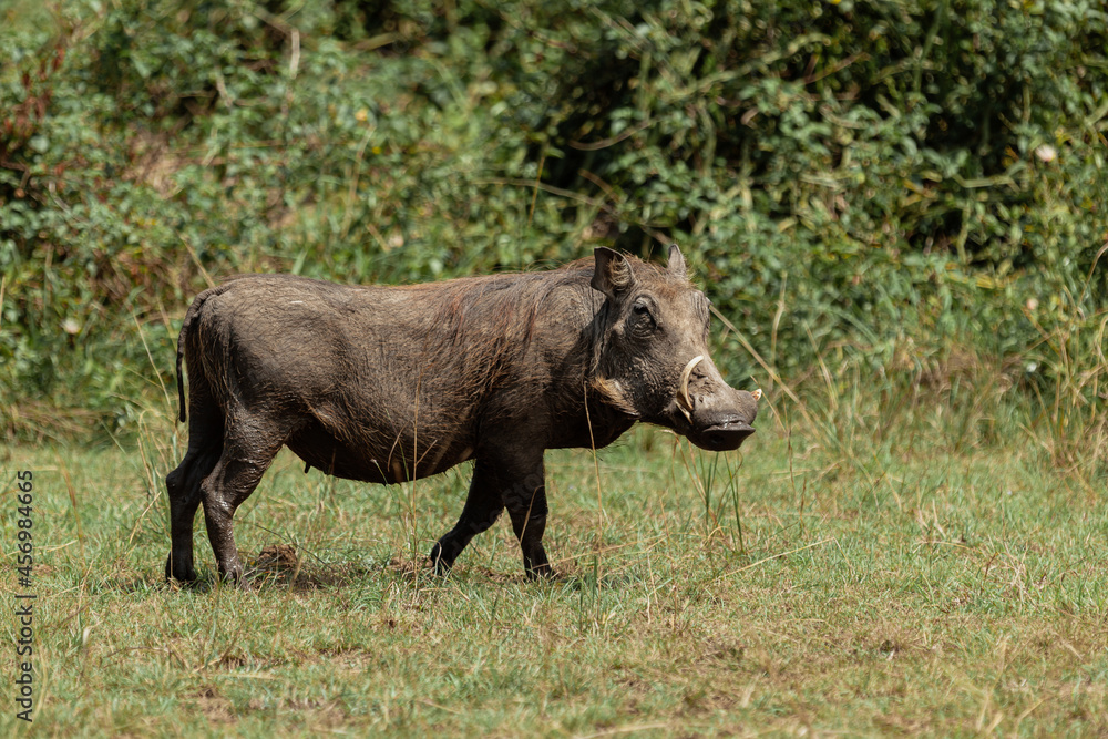 Warthog in Queen Elizabeth National Park, Uganda Warthog in Queen Elizabeth National Park, Uganda