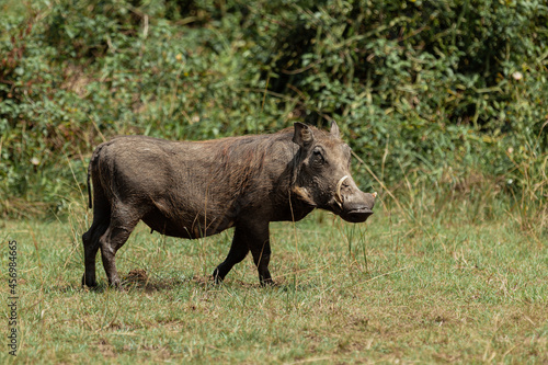 Warthog in Queen Elizabeth National Park  Uganda