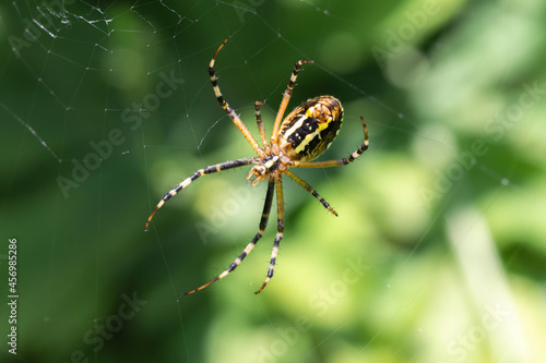 female spider Argiope bruennichi