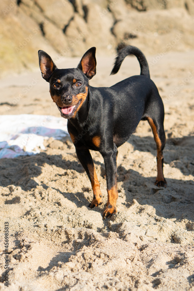 mini pinscher dog on the beach playing and smiling mini pinscher dog on the beach playing and smiling