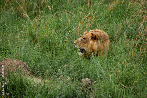 Wallpaper Mural A lion's head visible from the grass in Queen Elizabeth National Park, Uganda Torontodigital.ca