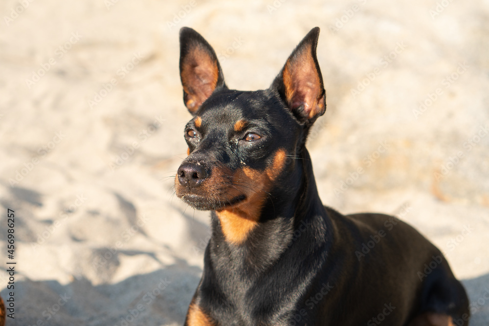 small black dog sitting sunbathing on the beach