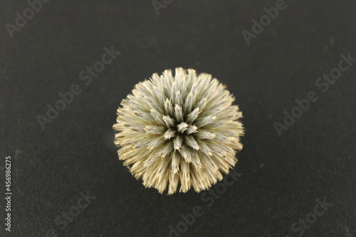 Fotografie Close up of Echinops spinosissimus seed ball also known as a globe thistle, isol
