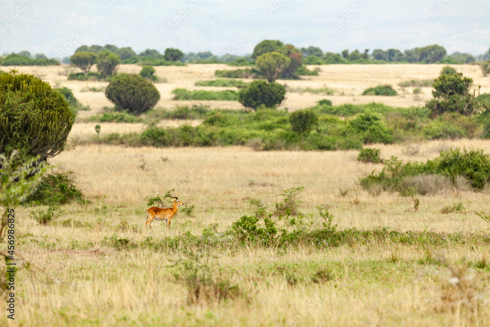 A Ugandan kob in savanna. Queen Elizabeth National Park, Uganda