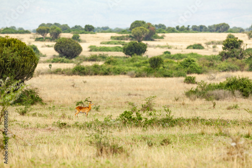 A Ugandan kob in savanna. Queen Elizabeth National Park  Uganda