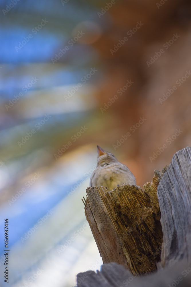 sparrow bird on tree wildlife animal street finch close up wallpaper outdoors blue sky