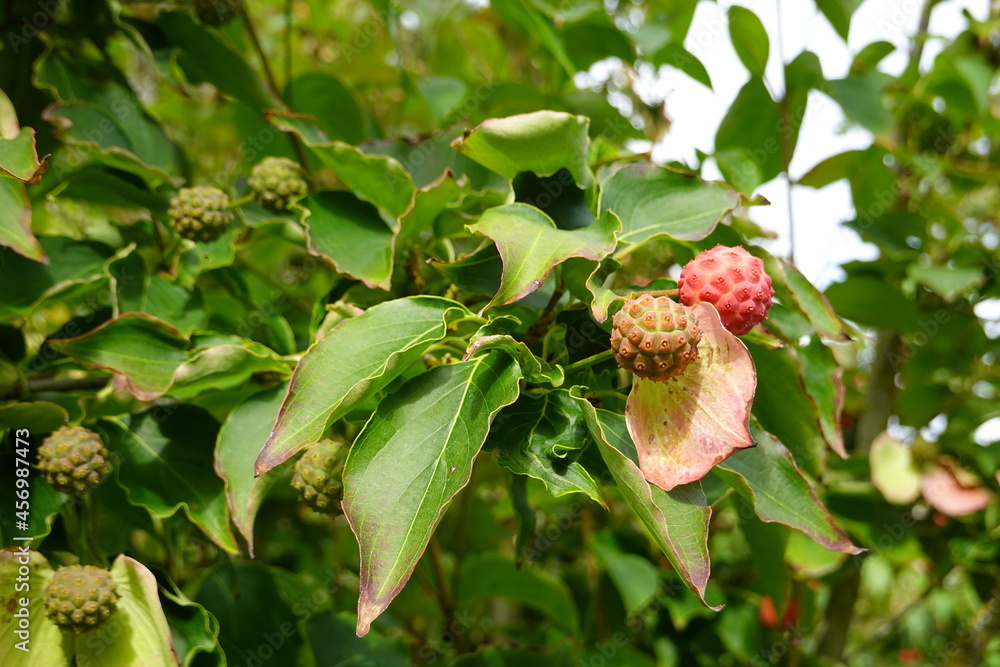 Kousa dogwoods are about as low-maintenance as trees come, so even if you don’t think you have a green thumb, you can grow them in your garden or edible landscape. Kousa dogwoods are about as low-maintenance as trees come, so even if you don’t think you have a green thumb, you can grow them in your garden or edible landscape.