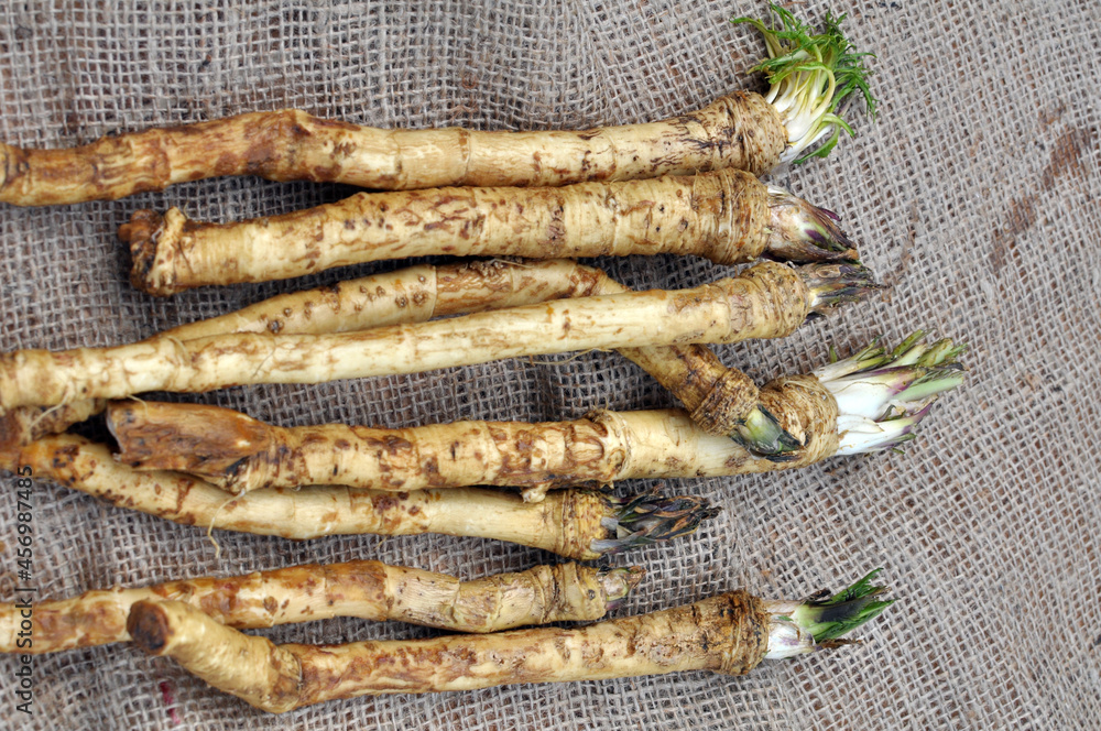 Fresh, dug-out horseradish Fresh, dug-out horseradish