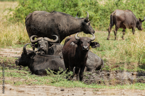 African buffalos resting in the mud in Queen Elizabeth National Park, Uganda