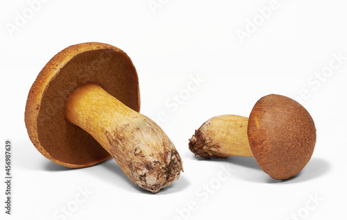 Two mushrooms Xerocomus are liying on white background, isolated, closeup photo