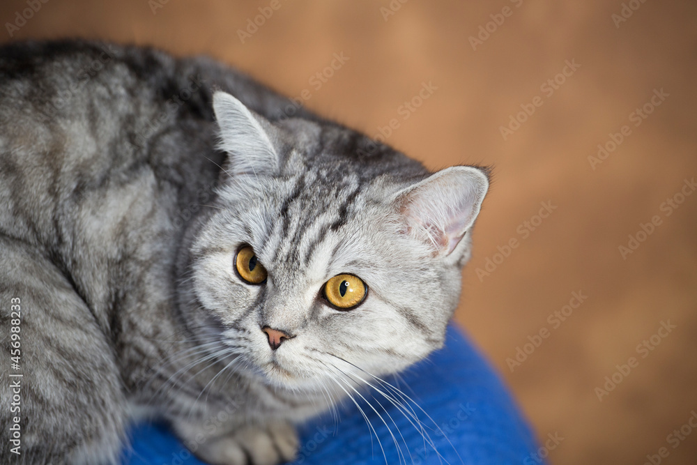 British silver cat portrait.Whisks color. Close up. 