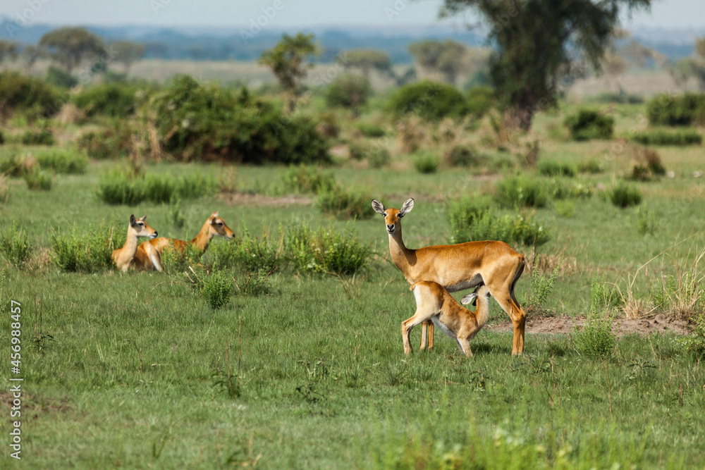 A female Ugandan kob with a baby. Queen Elizabeth National Park, Uganda A female Ugandan kob with a baby. Queen Elizabeth National Park, Uganda