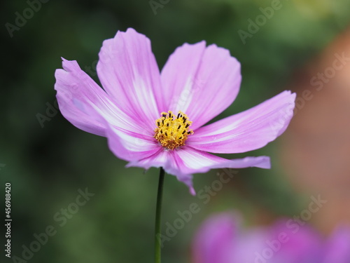 Cosmea sind wunderschön und kommen in vielfältigen Farben und Farbkombinationen vor