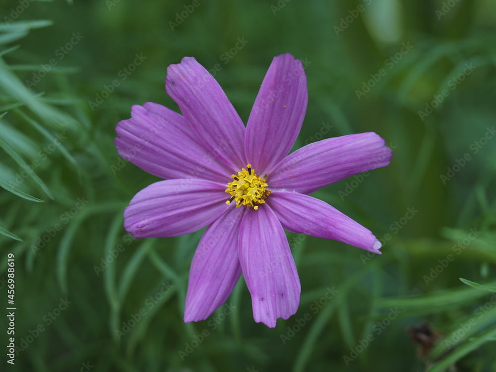 Fototapeta premium Cosmea sind wunderschön und kommen in vielfältigen Farben und Farbkombinationen vor