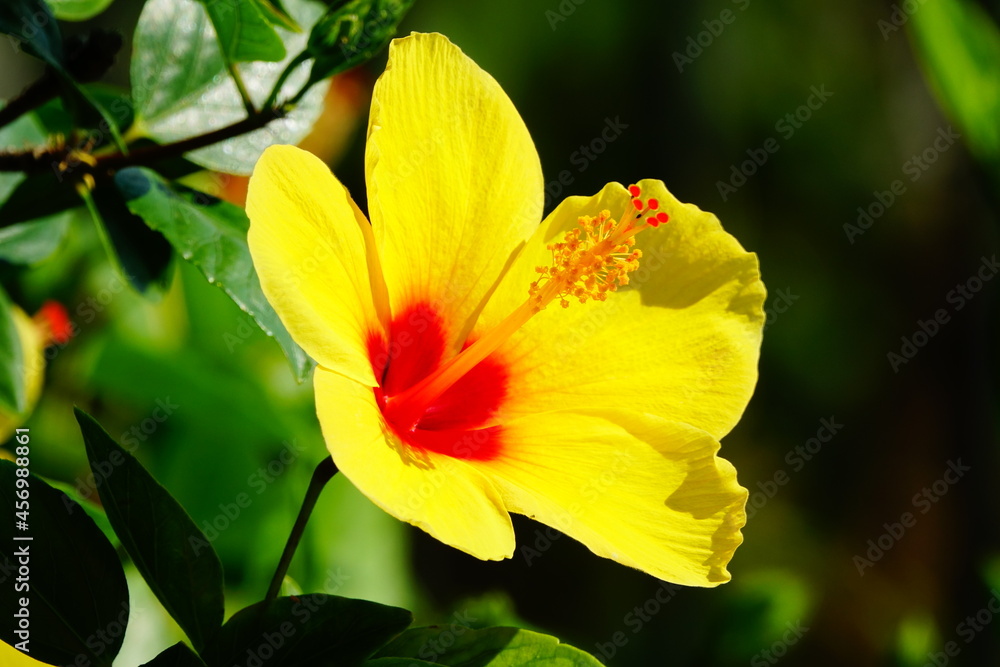 Close-up of a yellow Hawaiian Hibiscus, Hawaii's state flower Close-up of a yellow Hawaiian Hibiscus, Hawaii's state flower
