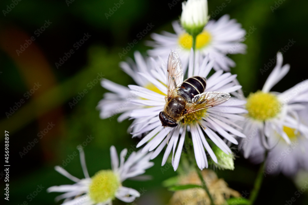 Mittlere Keilfleckschwebfliege // Hoverfly (Eristalis nemorum - Eristalis interrupta) Mittlere Keilfleckschwebfliege // Hoverfly (Eristalis nemorum - Eristalis interrupta)