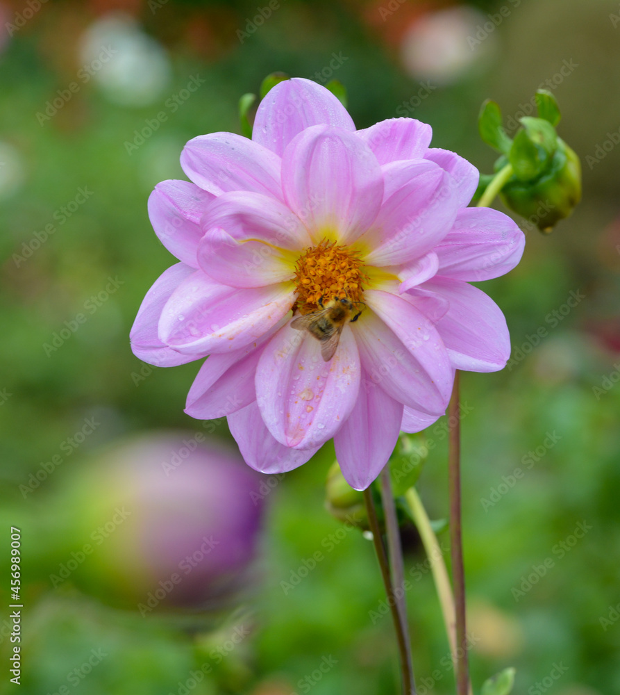 Obraz premium Dahlia
