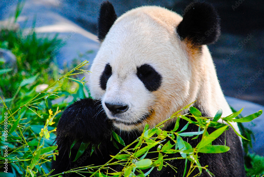Obraz premium giant panda eating bamboo