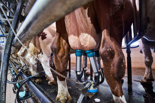 Φωτογραφία Udders of a cow connected to a milking machine on a dairy farm